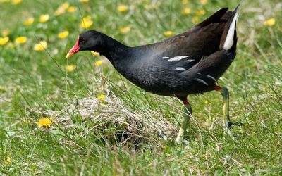 Moorhen
