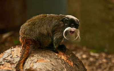 Emperor Tamarin