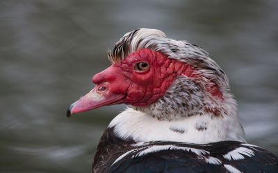 Muscovy duck