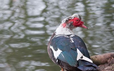 Muscovy Duck