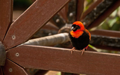 Orange Weaver
