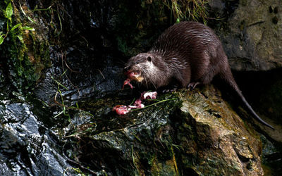 Otter feeding