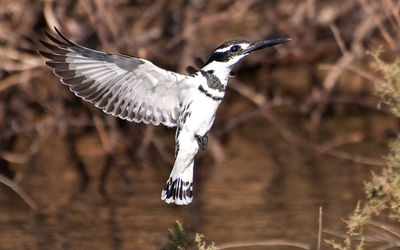 Pied Kingfisher