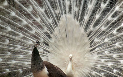 White Peacock displaying to peahen
