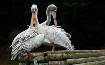 Pelicans