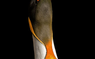 KIng Penguin portrait