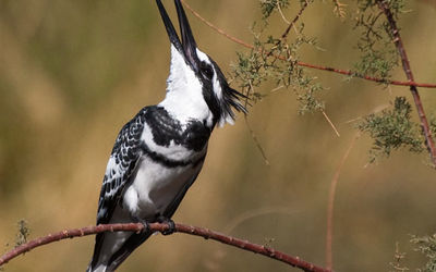 Pied Kingfisher