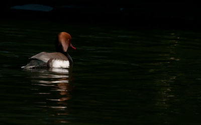 Pochard