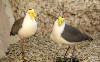 Protecting clutch of eggs