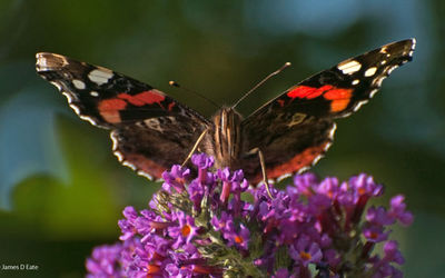 Red Admiral