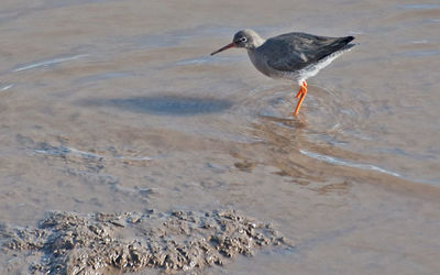 Redshank