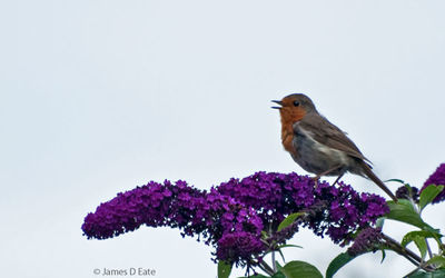 Robin on buddleia