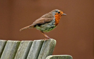 Robin