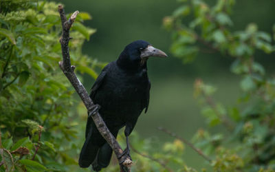 Rook