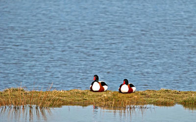 Shelducks