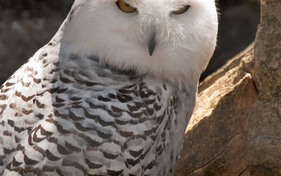 Snowy Owl