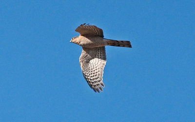 Sparrowhawk