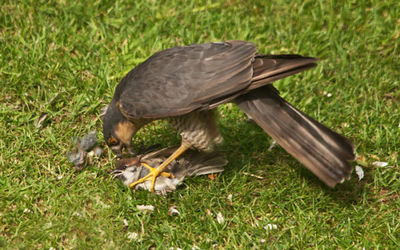 Sparrowhawk with fresh strike