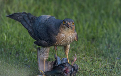 Sparrowhawk with starling kill