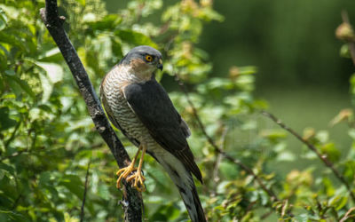 Sparrowhawk