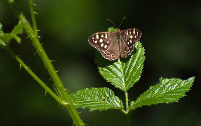 Speckled Wood Butterfly