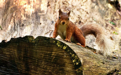 red Squirrel