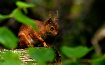 Mammals and Reptiles
