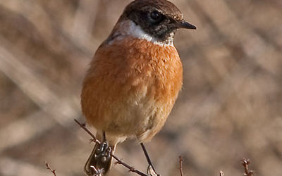 Male stonechat