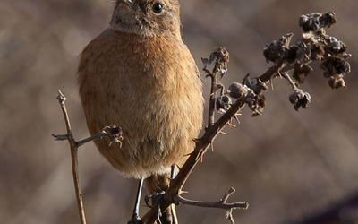 Female Stonechat
