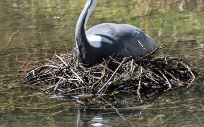 Nesting Stork