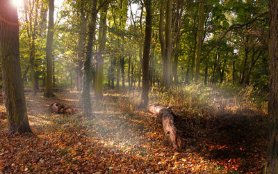 Markeaton Park, Derby