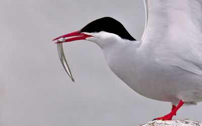 Farne Islands