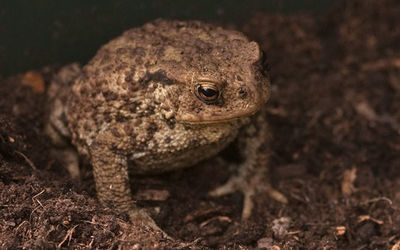 Toad
