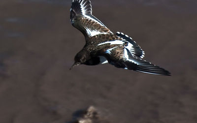 Turnstone