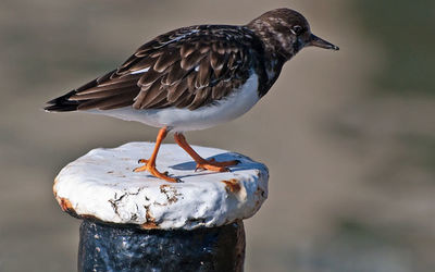 No turnstone left