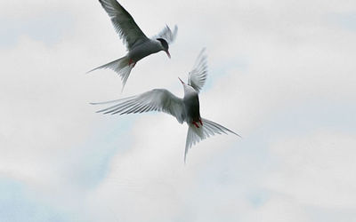 Arctic Terns aerial battle