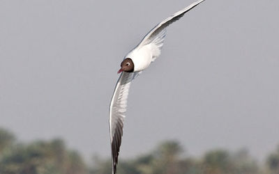 Black Headed Gull
