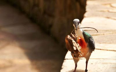 Bleeding Heart Pigeon