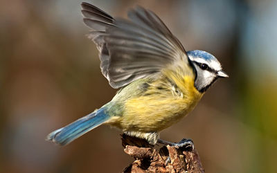 Blue Tit