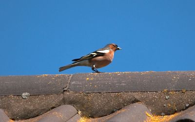 Chaffiddler on the Roof
