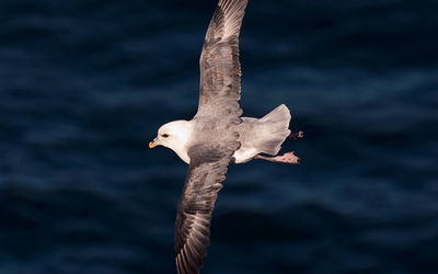 Fulmar