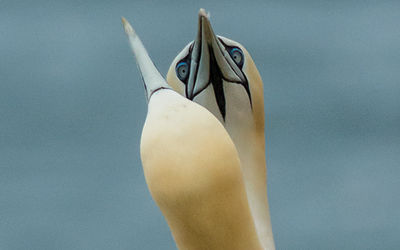 Gannets