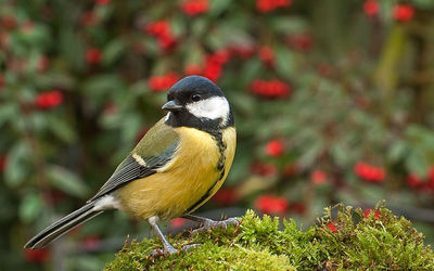 Great Tit
