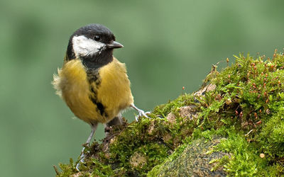 Great Tit