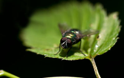 Greenbottle