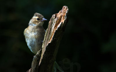 Chaffinch