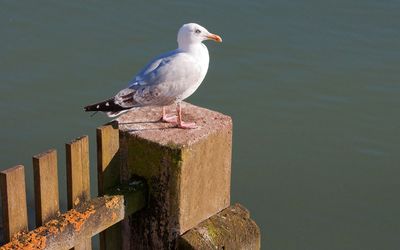 Herring Gull