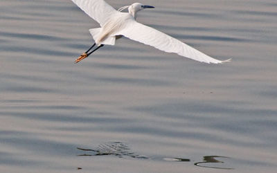 Egret