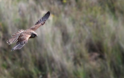 Kestrel in Flight
