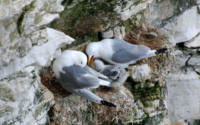 Kittiwake family